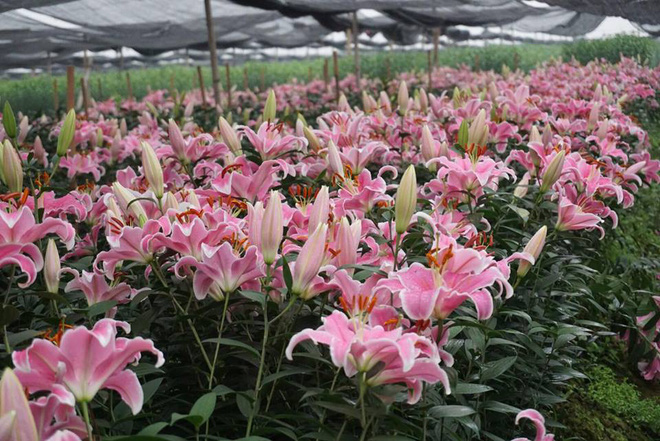 Hà Nội: Nông dân Tây Tựu ngậm ngùi nhìn hoa ly tàn đúng lúc tăng giá